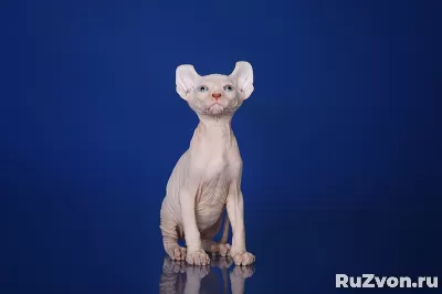Королевская особа-Эльф, бамбино, сфинкс кошка фото 3