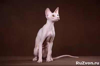 Королевская особа-Эльф, бамбино, сфинкс кошка фото 5
