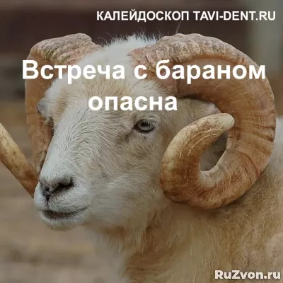 Встреча с бараном опасна для человека фото