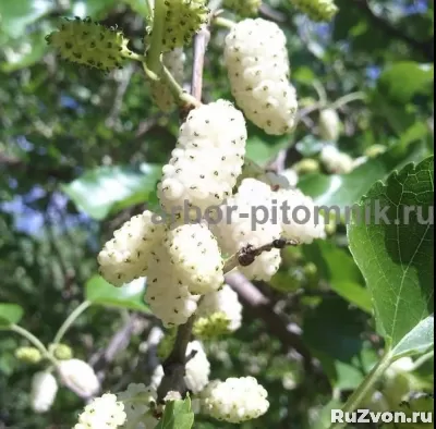 Питомник растений и крупномеров предлагает саженцы с закрыто фото