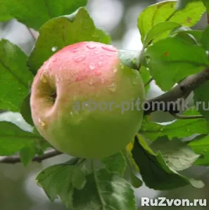 Саженцы яблони из питомника, с доставкой и посадкой фото 2