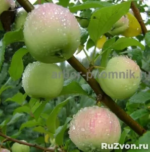 Саженцы яблони из питомника, с доставкой и посадкой фото 4