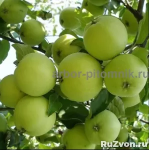Саженцы яблони из питомника, с доставкой и посадкой фото 1