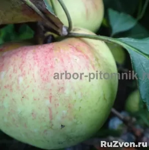 Саженцы яблони из питомника, с доставкой и посадкой фото 3