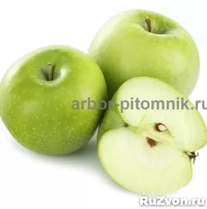 Саженцы яблони из питомника, с доставкой и посадкой фото 5