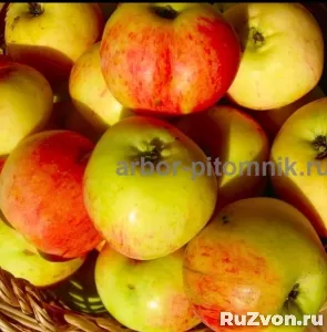 Саженцы яблони из питомника, с доставкой и посадкой фото 6
