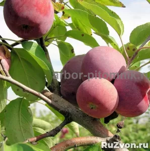 Саженцы яблони из питомника, с доставкой и посадкой фото 9