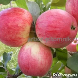Саженцы яблони из питомника, с доставкой и посадкой фото 8