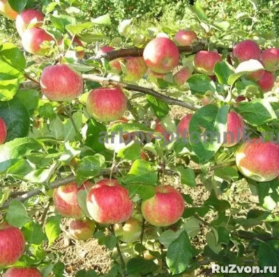 Саженцы яблони из питомника, с доставкой и посадкой фото 7