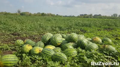 Арбузы с.Михайловка, Курманаевский район, Оренбургская облас фото 2