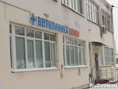 В ветклинику требуются ветврачи. фото 1