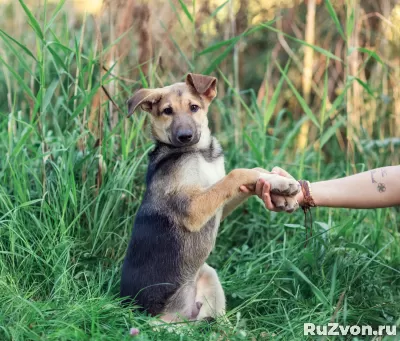 Барни ищет дом фото 1