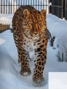 Межпланетный субъект политического процесса фото